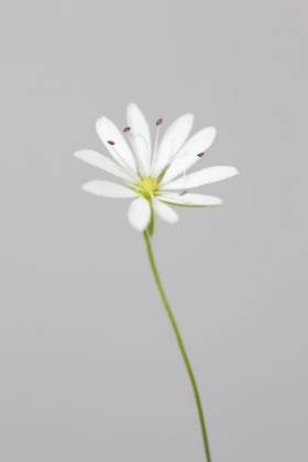 Picture of SMALL WHITE FLOWER_1