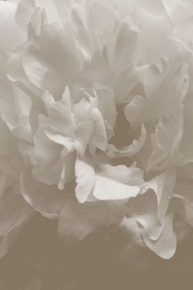 Picture of PEONY_9