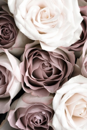 Picture of ROSES