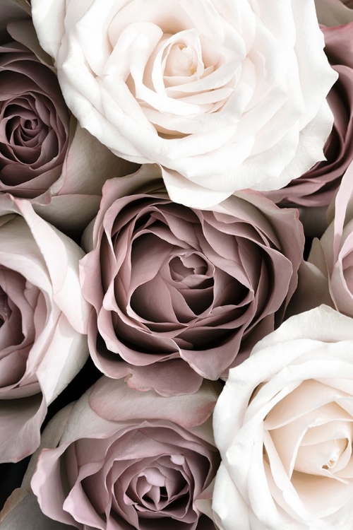 Picture of ROSES