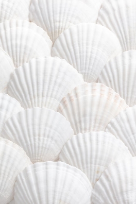 Picture of SHELLS_3