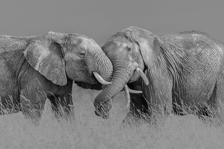 Picture of ELEPHANT FLIGHT