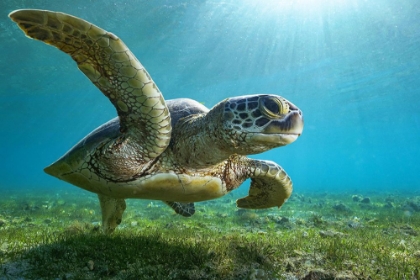 Picture of GREEN TURTLE