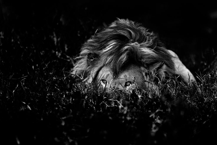 Picture of THE LION