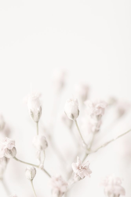 Picture of PINK SMALL FLOWERS