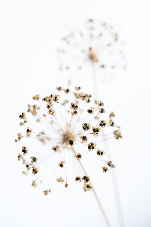 Picture of DRIED FLOWER_2_NATURAL