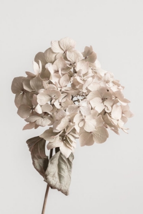 Picture of BEIGE DRIED FLOWER