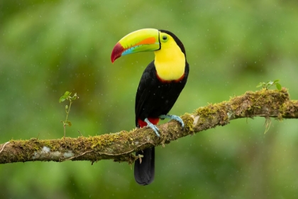 Picture of KEEL-BILLED TOUCAN