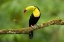 Picture of KEEL-BILLED TOUCAN