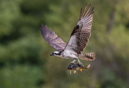 Picture of OSPREY WITH CATCH