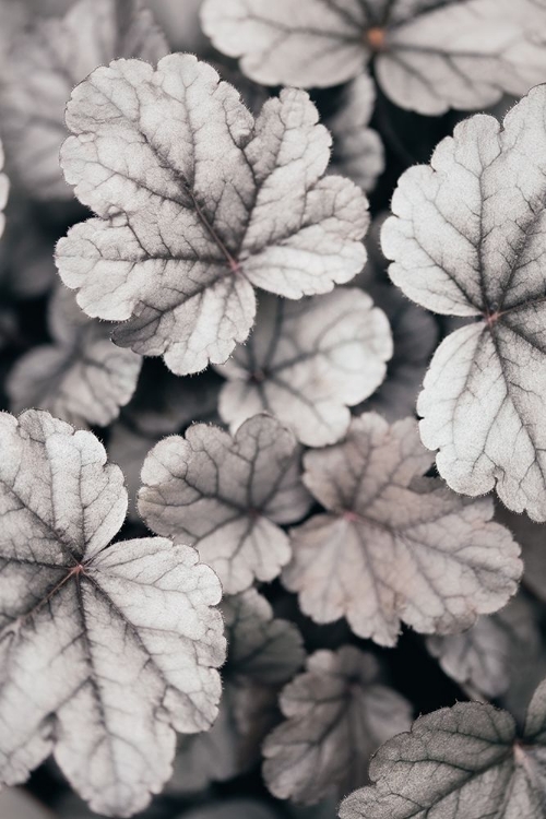 Picture of GRAY-PINK LEAVES