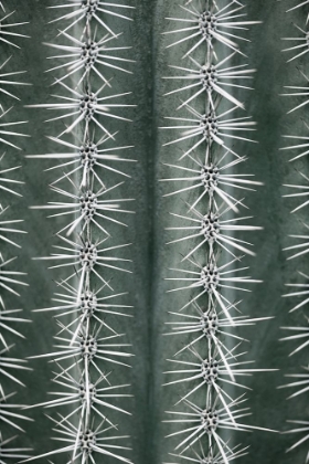 Picture of CACTUS GREEN