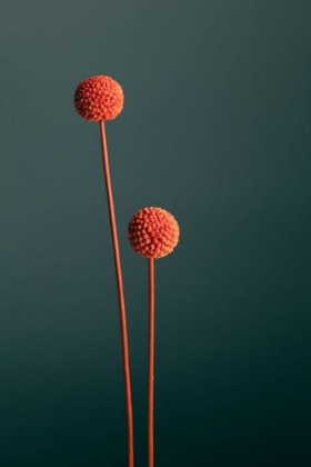 Picture of ORANGE SEED CAPSULES