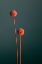 Picture of ORANGE SEED CAPSULES