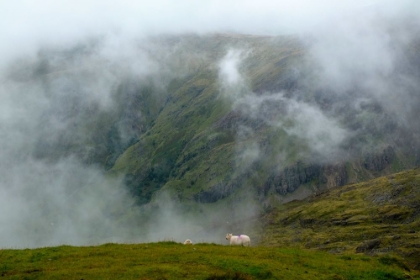 Picture of SHEEP IN THE CLOUDS