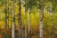 Picture of FALL ASPENS