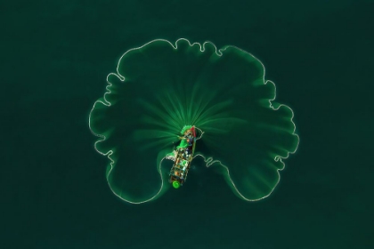 Picture of OCEAN LOTUS LEAF