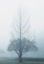Picture of TWO TREES