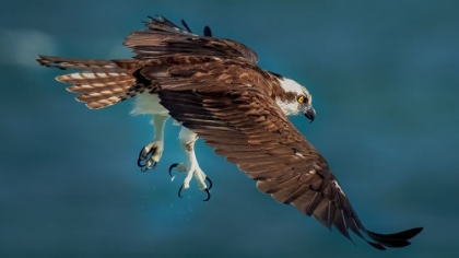 Picture of OSPREY IN ACTION