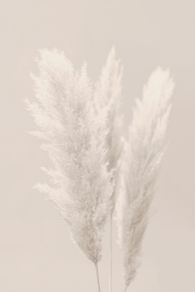 Picture of PAMPAS GRASS_002