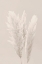 Picture of PAMPAS GRASS_002
