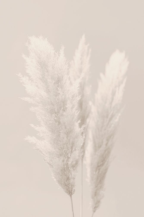 Picture of PAMPAS GRASS_002