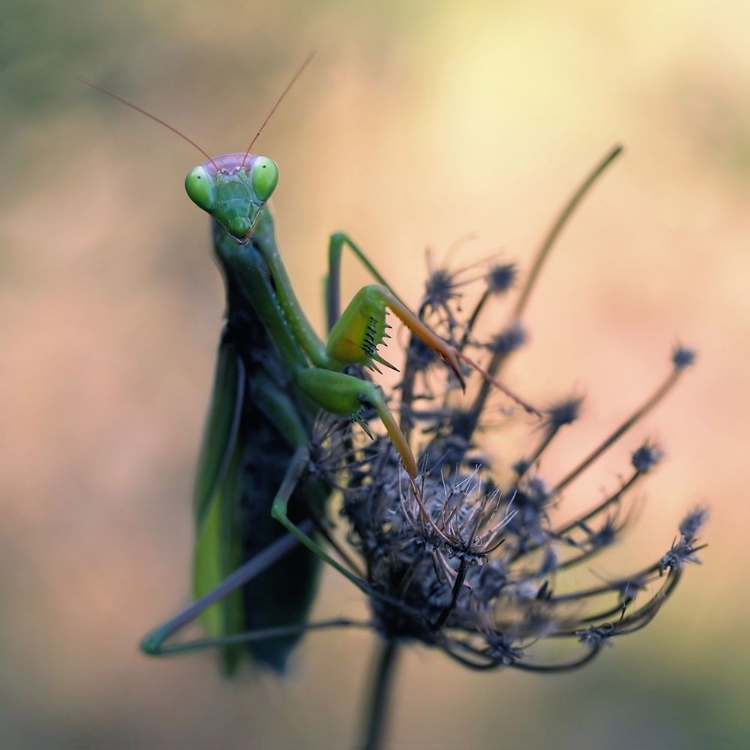 Picture of PRAYING MANTIS