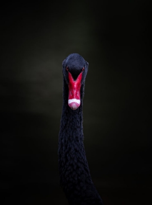 Picture of PORTRAIT OF A BLACK SWAN