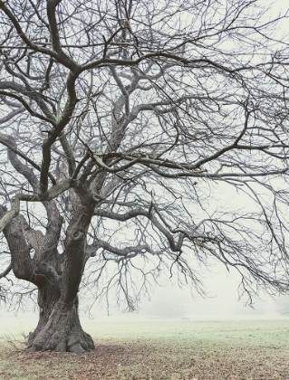 Picture of FIELD AND FOG