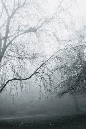Picture of FOGGY WINTER MORNING 2
