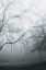 Picture of FOGGY WINTER MORNING 2