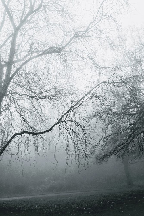Picture of FOGGY WINTER MORNING 2