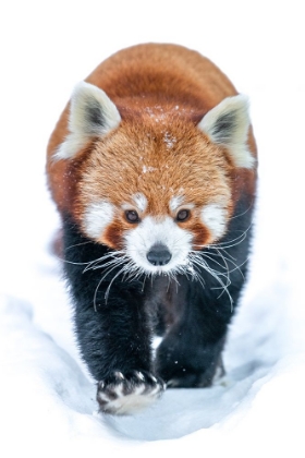 Picture of RED PANDA