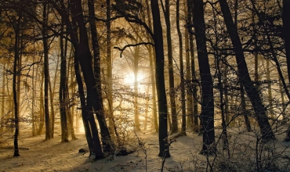 Picture of WINTER MORNING