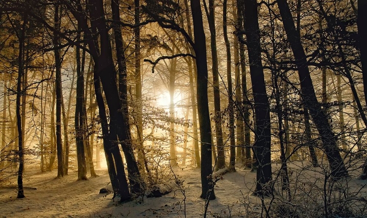 Picture of WINTER MORNING