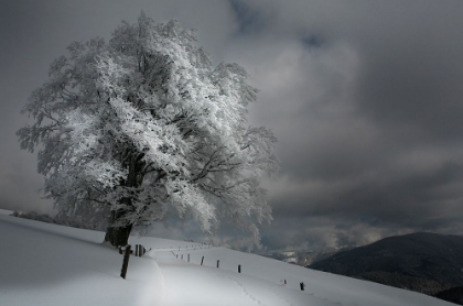 Picture of SCHNEEWEG