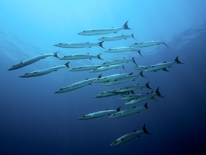 Picture of BARRACUDAS