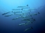Picture of BARRACUDAS