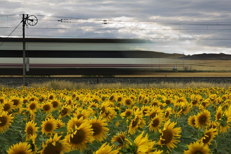 Picture of 78 SUNFLOWERS