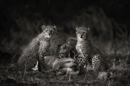 Picture of CHEETAH CUBS