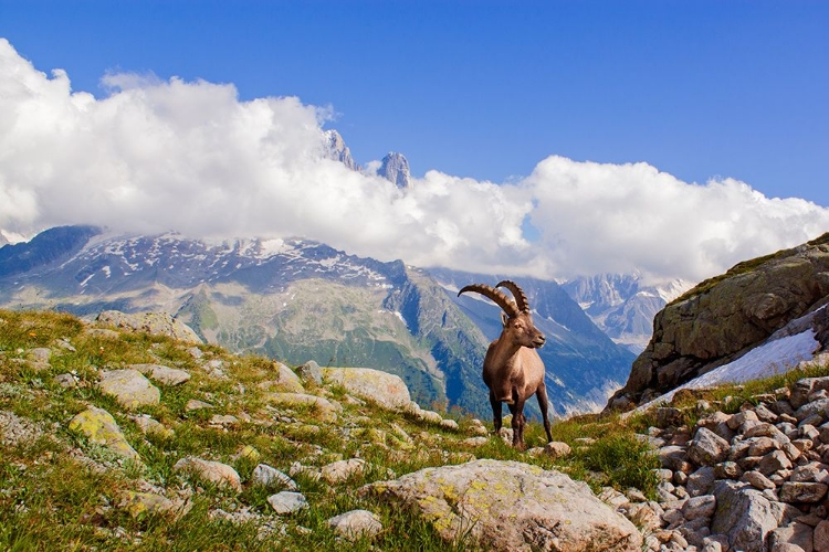 Picture of THE KING OF MONT BLANC