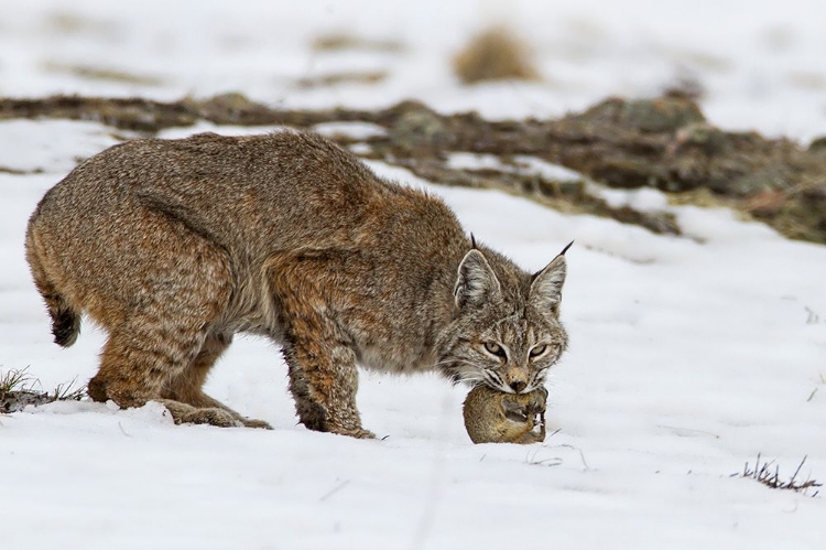 Picture of BOB THE CAT