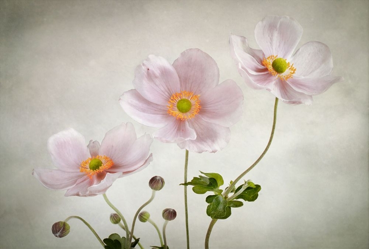 Picture of ANEMONES