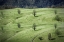 Picture of SHEEPS ...