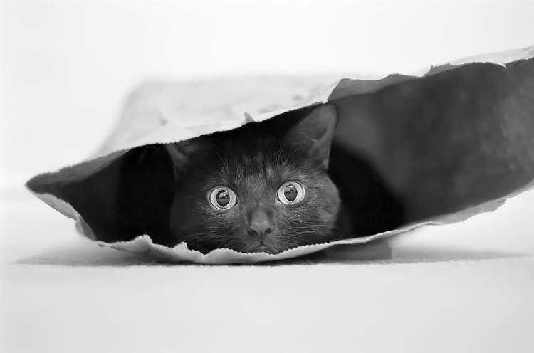 Picture of CAT IN A BAG