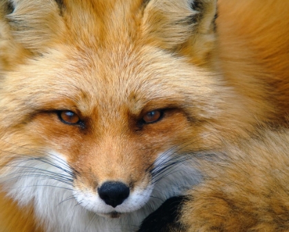 Picture of FOXY LADY