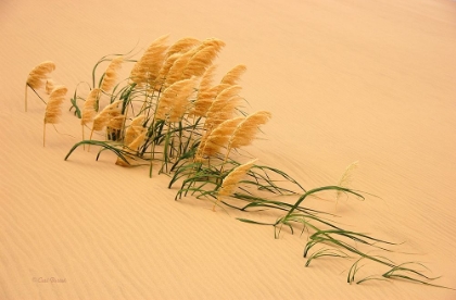 Picture of PAMPAS GRASS IN SAND DUNE