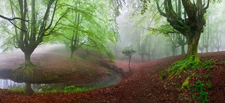 Picture of THE FOREST MARAVILLADOR III