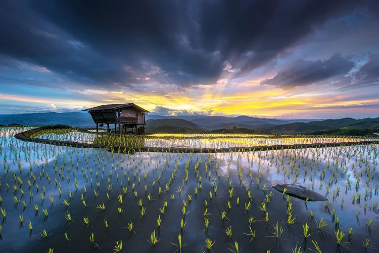 Picture of LIGHT IN RICE