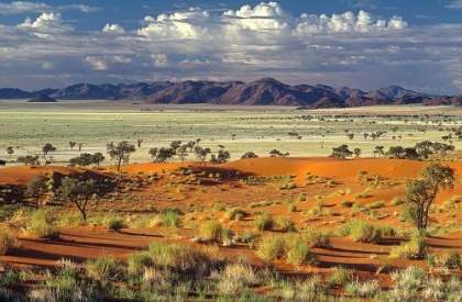 Picture of TOK TOKKIE DESERT